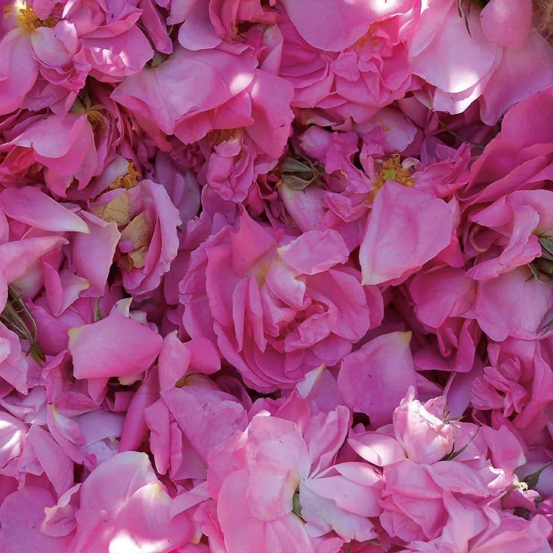 Aromatics International Rose Otto Damascena Hydrosol 100ml | Luxurious Floral Aromatic Mist