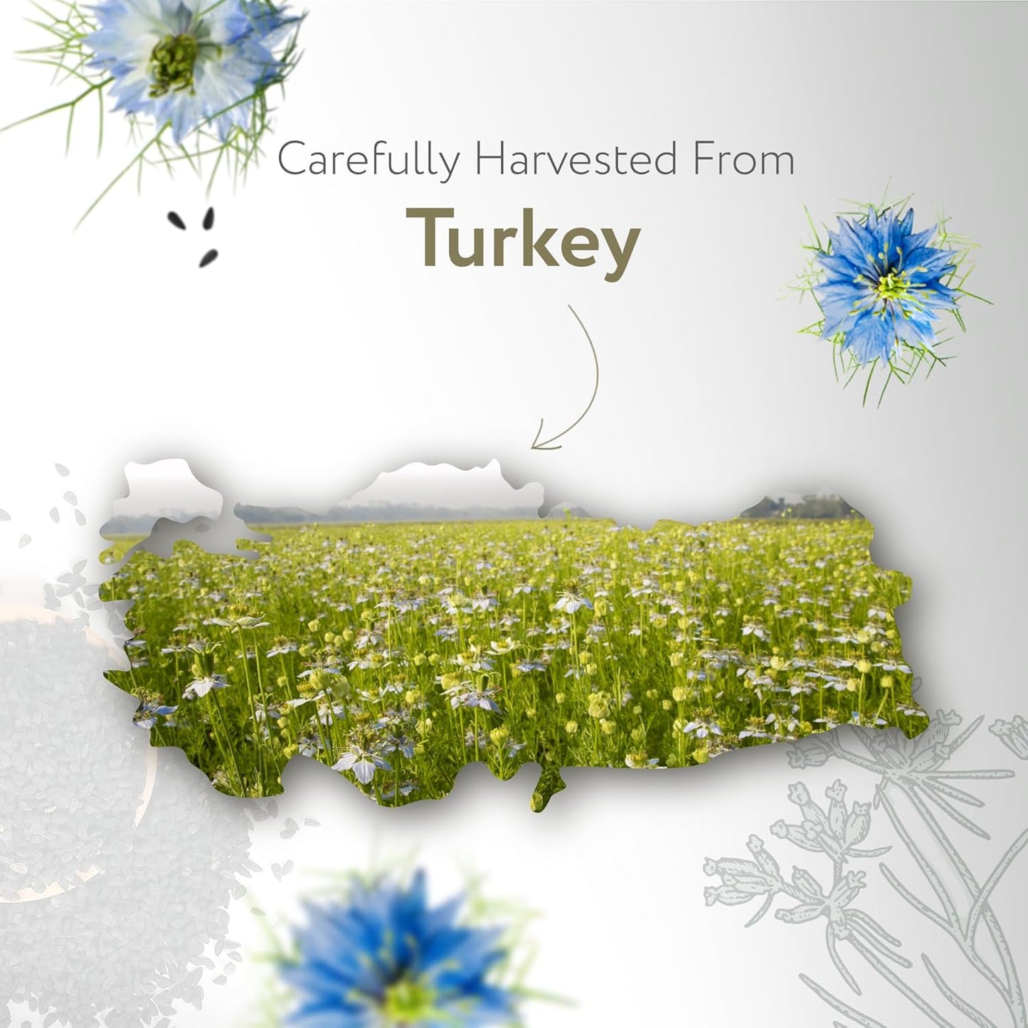 HBNO Organic Black Seed Oil - Huge 16 oz (475ml) Glass Bottle Value Size - USDA Certified Organic Black Seed Oil, Cold Pressed for Face, Body, Lips, Shampoo & Conditioner